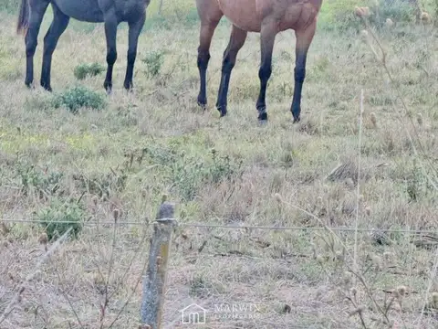 Campo en Venta Haras