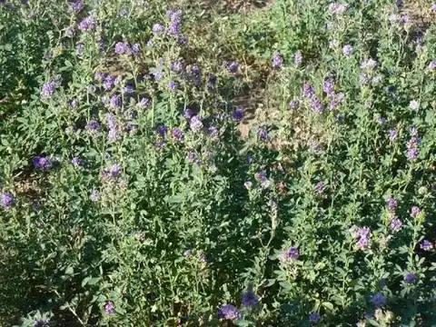 Campo  en Venta en Unión, San Luis Capital, San Luis