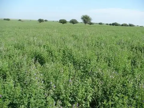 Unión, San Luis 100