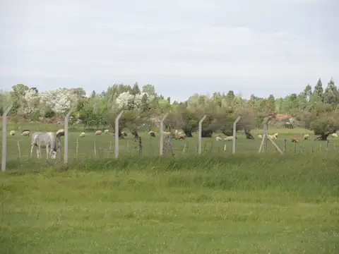 Campo en Venta Chacra
