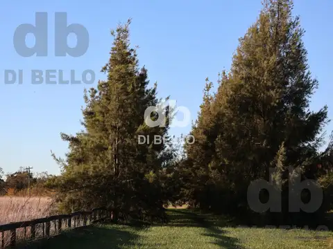 Benquerencia 118