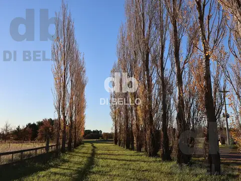 Chacra - Estancia Benquerencia