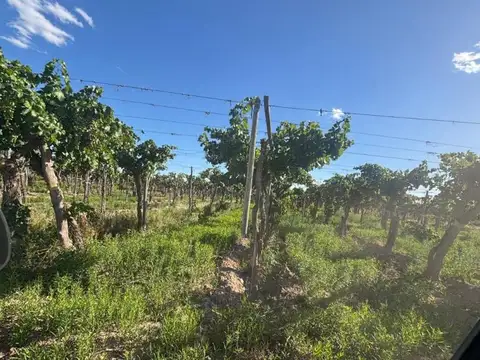 Justo Estrada s/n° 100