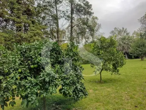 Los Olmos Y Tomas Espora 100