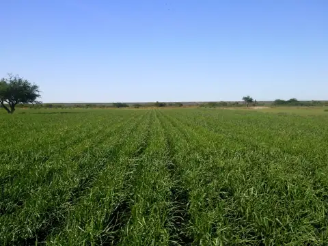 Campo en Venta con Alambrado