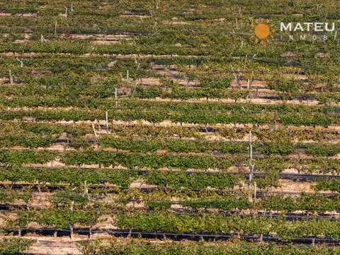 Finca con viñedos en Luján de Cuyo