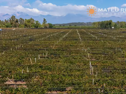 Finca en venta en Luján de Cuyo