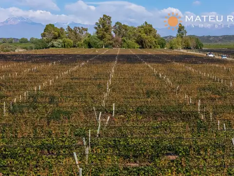 Finca en venta en Luján de Cuyo