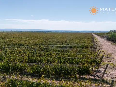 Finca con viñedos en Luján de Cuyo