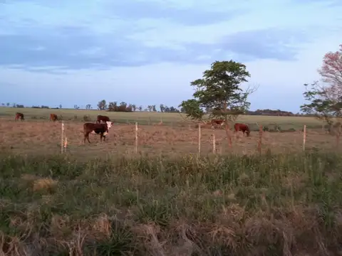 SE VENDE MIXTO GANDERO 97 HAS LIBRE DE MONTE (PASANDO VILLA SARALEGUI SANTA FE SOBRE CAMINO CENTRA)