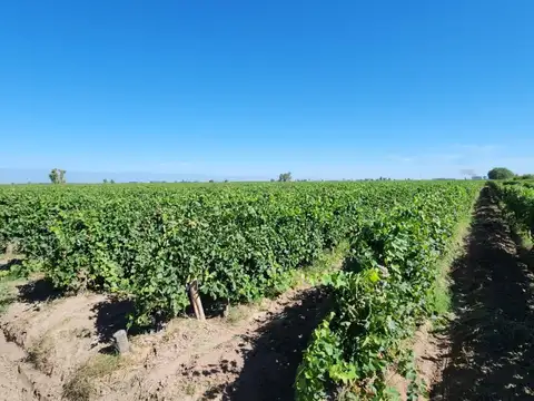 Rivarola