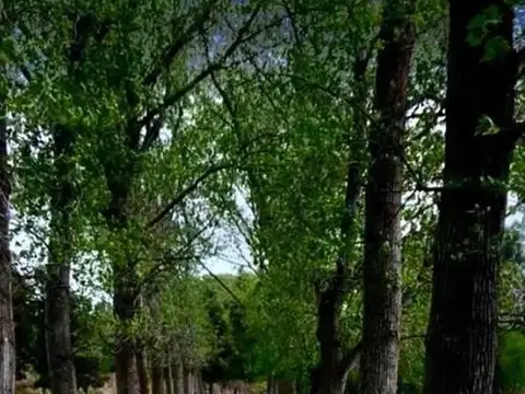 Terreno en Venta en Coronel Brandsen, USD 12.500