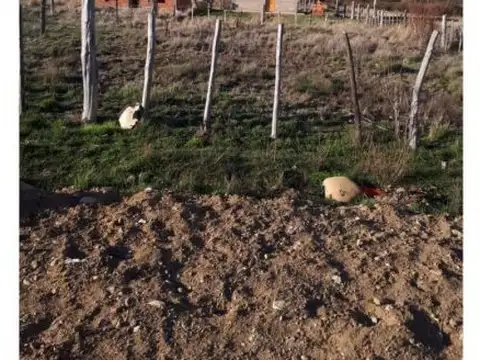 Terreno en Venta 25  mts Fondo