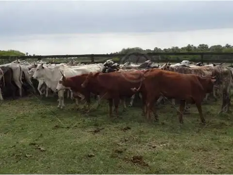 3124 has Ganaderas A explotar con todos los permisos para Inversor