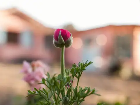 los tulipanes 50 100