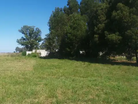 los platanos y liquidambar 100