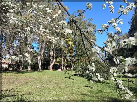 El Ombú, El Moro