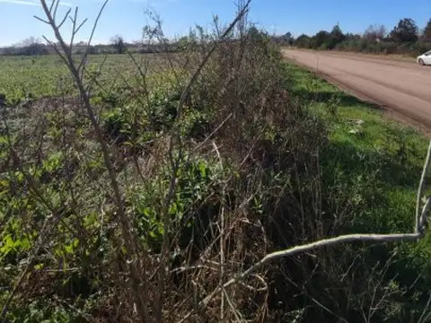 Alfredo Schilla 1215 , Piso 0