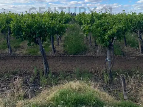 OPORTUNIDAD VENTA DE FINCA CON PRODUCCION