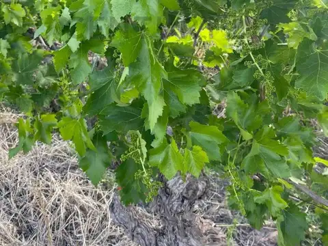 OPORTUNIDAD VENTA DE FINCA CON PRODUCCION