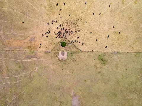 VENTA DE CAMPO GANADERO PARTIDO DE AZUL