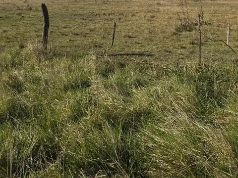 CAMPO EN VENTA-CAÑUELAS
