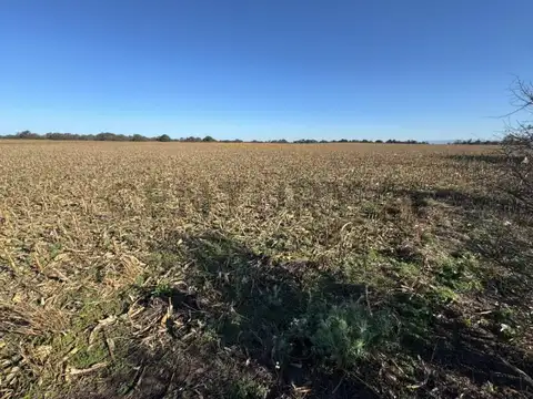 UNICO Usd 8800/HA Campo 59 Ha Aptitud Suelo Mixto ESCRITURA