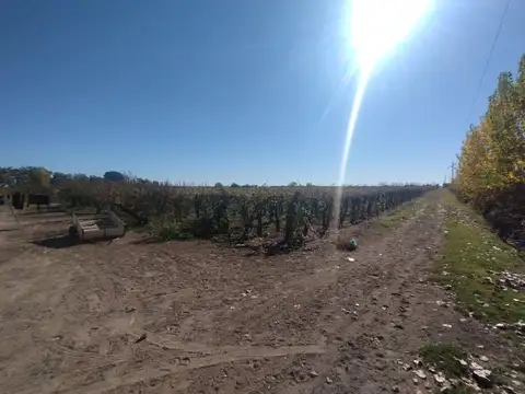 Venta de Finca en La Dormida, Santa Rosa, Mendoza