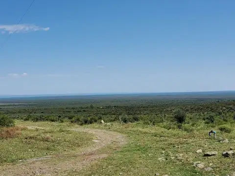 VENTA CAMPO 375HAS  / CON OLIVALRES SANLUIS