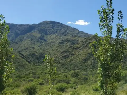 VENTA CAMPO 375HAS  / CON OLIVALRES SANLUIS