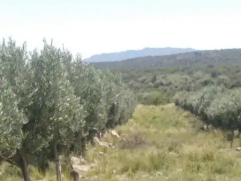 VENTA CAMPO 375HAS  / CON OLIVALRES SANLUIS