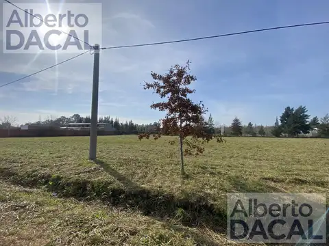 409/ 139 Y 141 BUONA TERRA