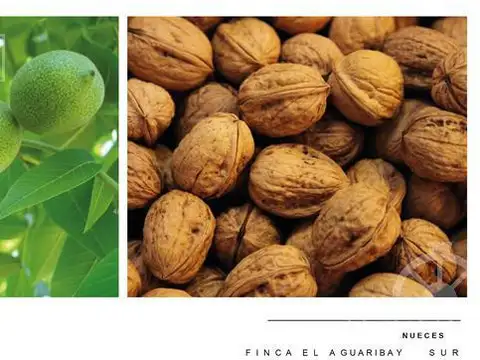 Finca productiva en Venta en Mendoza, 60 has cultivos intensivos