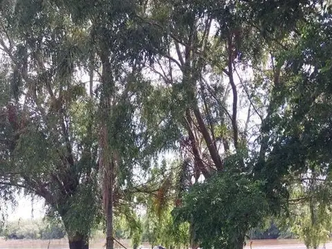 Venta de complejo de cabañas en el río Paraná Miní