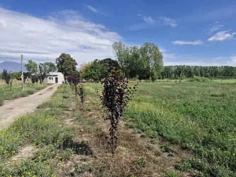 caligoli 100