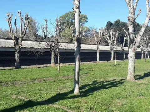 Granja para ponedores en Pilar