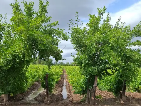 Campo en Venta de 1  ha