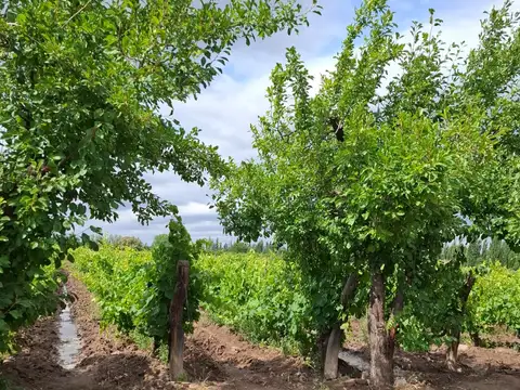 Finca productiva 1,66 ha en Cañada Seca