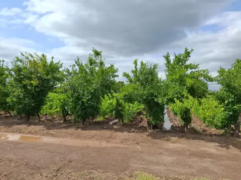 Campo en Venta Agricola