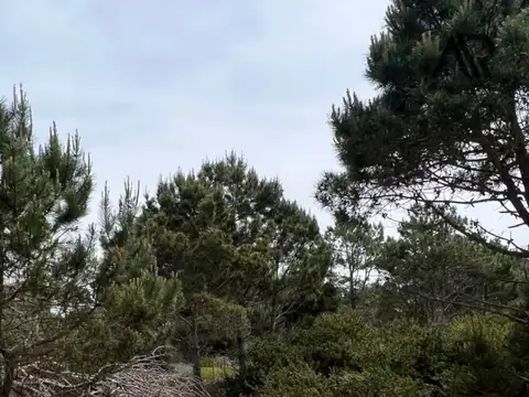 La Viuda del