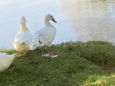 Terreno en Venta en El Ombu, USD 94.000