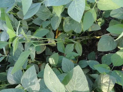 Campo en Venta con Alambrado