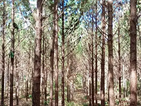 Venta Campo en EL DORADO/ Misiones