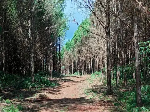 VENTA El Dorado campo forestal