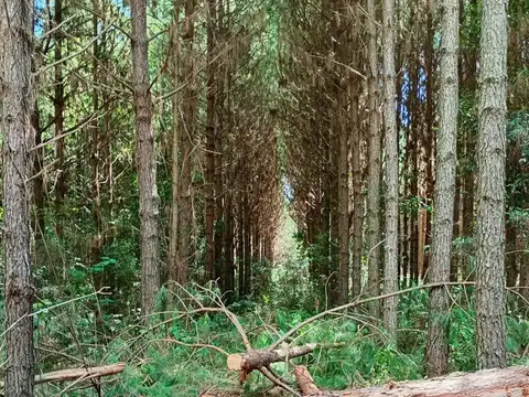 VENTA El Dorado campo forestal