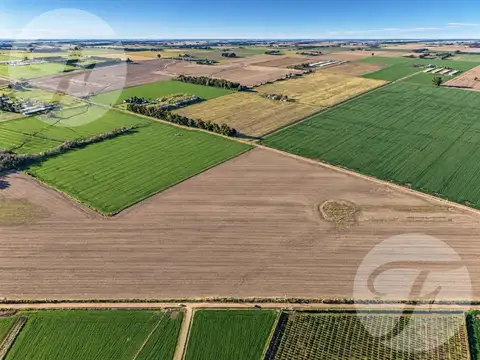 CAMPO AGRÍCOLA DE 43,43 HECTÁREAS EN VENTA – DOYLE, SAN PEDRO