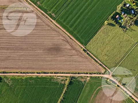CAMPO AGRÍCOLA DE 43,43 HECTÁREAS EN VENTA – DOYLE, SAN PEDRO