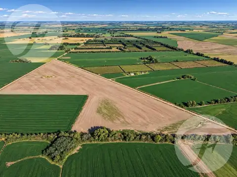 CAMPO AGRÍCOLA DE 43,43 HECTÁREAS EN VENTA – DOYLE, SAN PEDRO