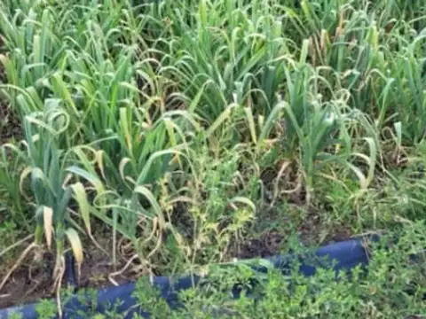 VENTA FINCA TUPUNGATO MENDOZA