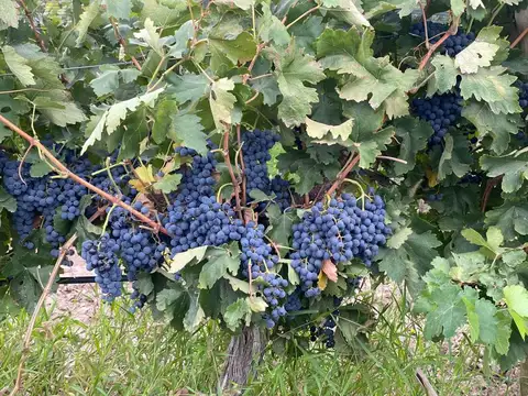 LISTA PARA PRODUCCION : FINCA VITIVINICOLA LISTAPARA COSECHAR EXITOS